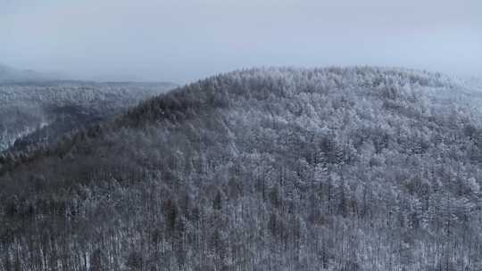 冬季雪山雾凇雪松树挂景观