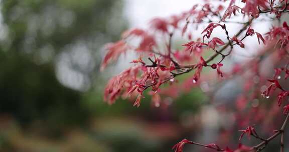 枫叶 嫩芽 春天 雨水