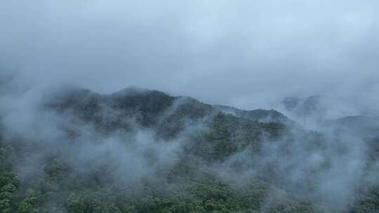 森林云雾森林云海树林航拍森林雨天森林氧吧