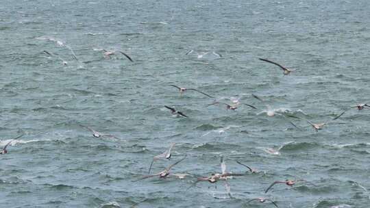 慢动作海鸥翱翔蓝色海面碧海蓝天海鸥飞翔