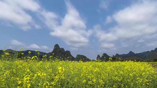 蓝天白云下的油菜花海与远处群山风景