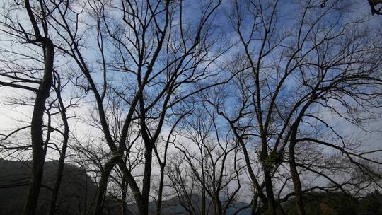 实拍冬天蓝天枯萎树枝