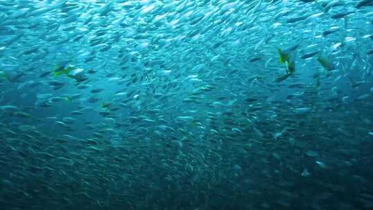 4K海底世界、鱼群、密集恐惧症、海洋世界