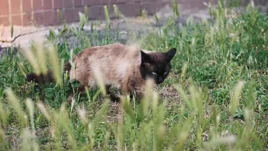 草地上的流浪暹罗猫