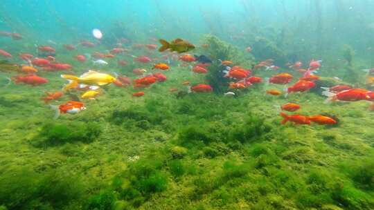 济南护城河黑虎泉水下鱼群