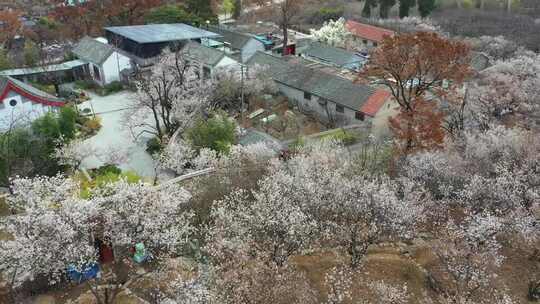 山村樱桃花开了