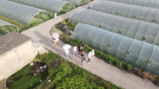 大棚种植西瓜蔬菜基地4K航拍