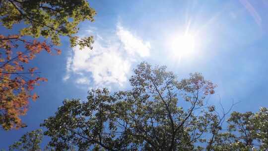 夏天阳光穿过树林唯美空镜头风景视频素材