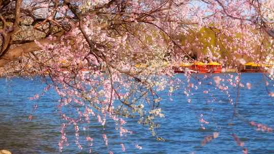 春季北京颐和园山桃花