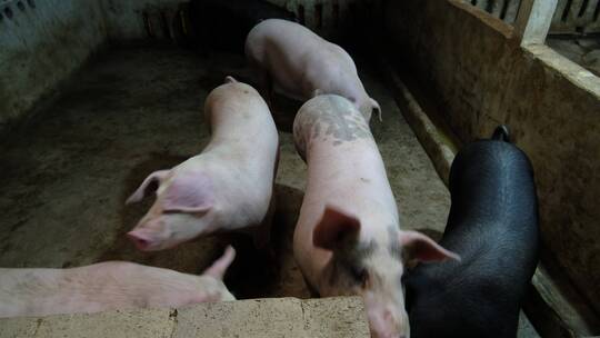 农村农家养猪场视频素材模板下载