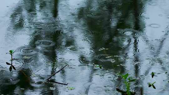 下雨天池塘里的水草和雨滴泛起的波纹和涟漪