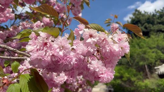 春天北方桃花朵朵开
