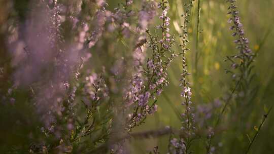 黄蜂，蜜蜂，昆虫，花