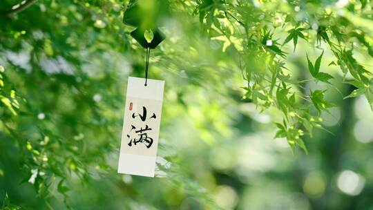 小满节气小满小麦麦田下雨溪流二十四节气