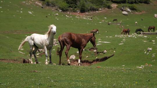 两只马儿在草原上打斗视频素材模板下载