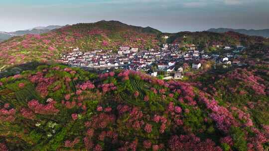 春天樱花山村春日美丽乡村晚樱春天来了早春