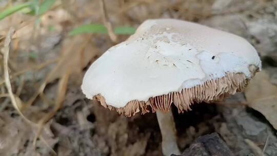白色毒蘑菇