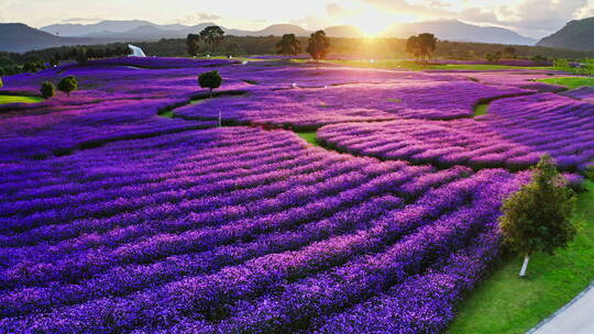 夕阳下美丽的紫色马鞭草花海