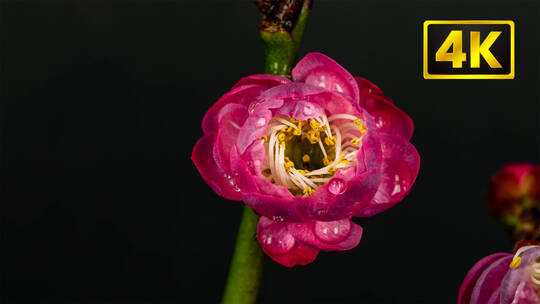 4K红梅白梅延时花开花谢微距特写