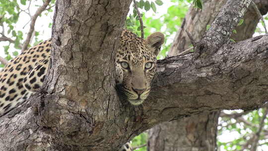 非洲，一只有着美丽的大眼睛的豹子在树上放松。