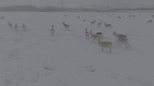 冬天雪地里来了野生黄羊