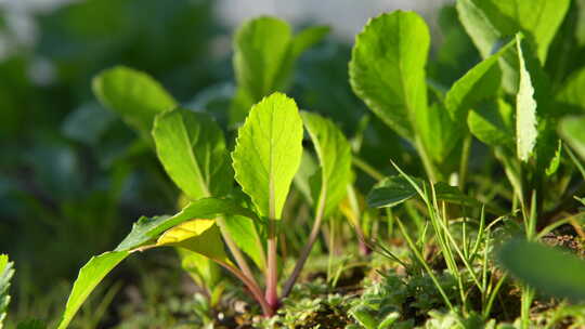 在阳光照耀下茁壮成长的蔬菜