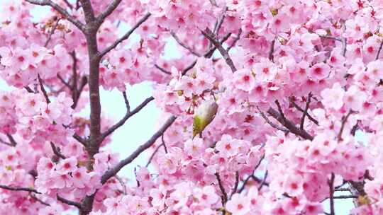 春天樱花盛开