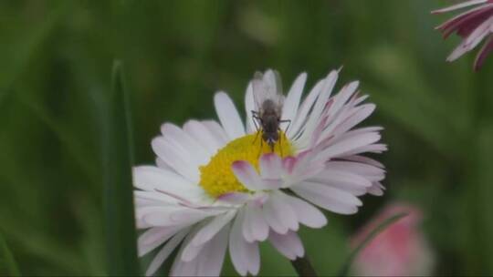 花上的昆虫授粉甘菊蚂蚁宏观摄影