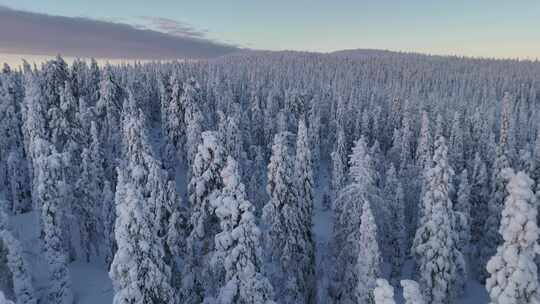 航拍雪域森林