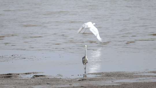 深圳湾的白鹭在休憩觅食升格镜头