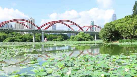 4K视频 荷花 荷叶 荷塘 公园 自然