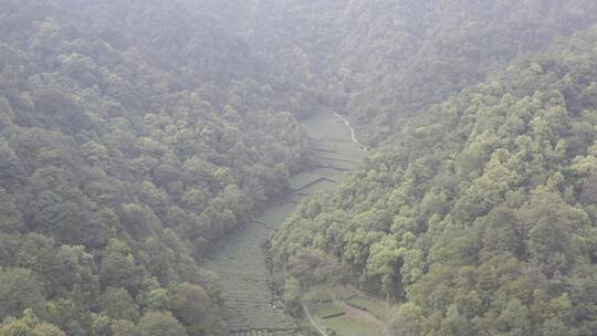 杭州西湖梅家坞茶园茶山