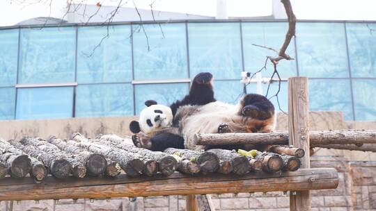 熊猫起身打招呼后睡觉休息