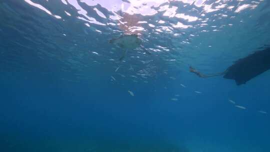 海龟，库拉索岛，加勒比海，鱼