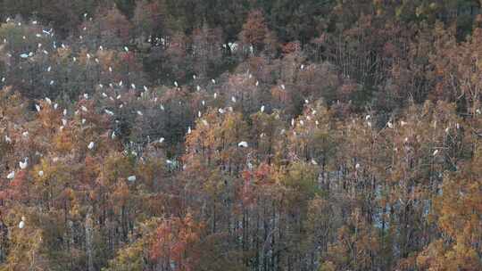 佛山市顺德伦教大涌水杉湿地候鸟白鹭群