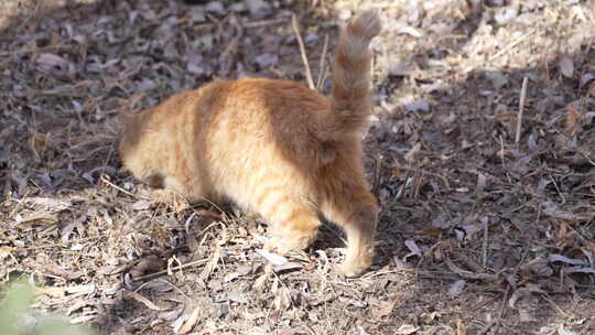 户外地面上的两只猫咪