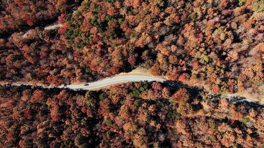 航拍汽车行驶在秋天森林的小路上
