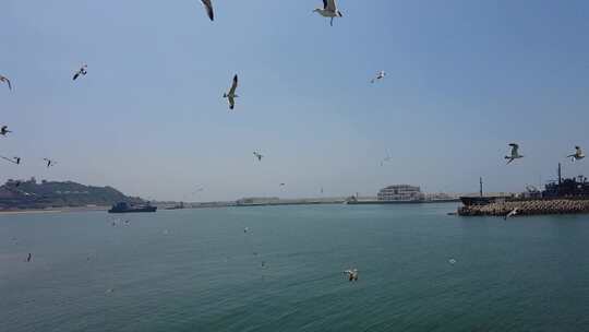 蓝色海洋大海海鸥岛屿浪花风景航拍