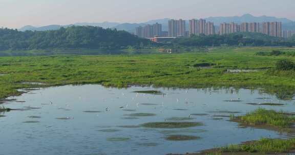 杭州市余杭区南湖苕溪生态环境白鹭栖息航拍