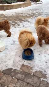 雪地上几只小狗泰迪比熊博美在进食的场景高清在线视频素材下载