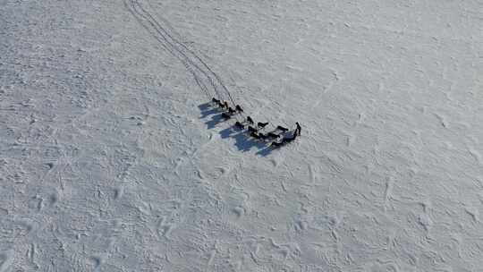 冬季雪原马群航拍