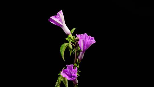 紫色牵牛花花开喇叭花花朵