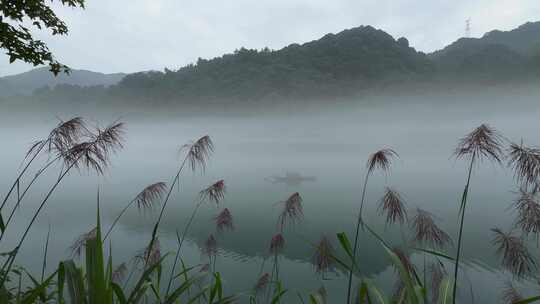 清晨湖边芦苇薄雾意境短片空镜头4k