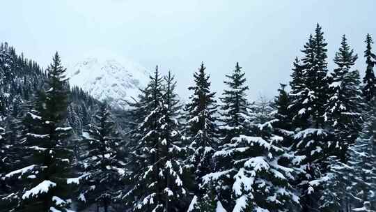 雪后山林景致，银装素裹的森林雪景