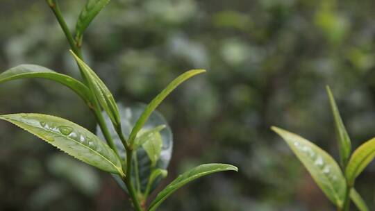 茶树特写实拍视频