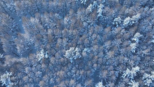 航拍雾凇树挂下雪时雪花飘落视频素材模板下载