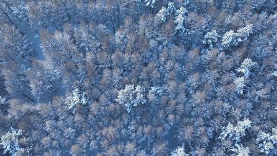 航拍雾凇树挂下雪时雪花飘落