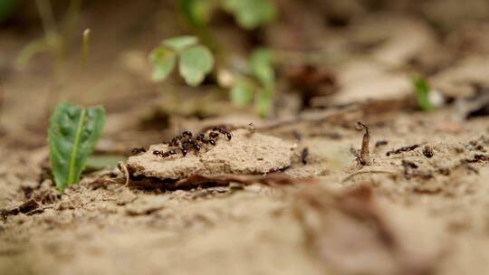 蚂蚁的活动视频素材模板下载