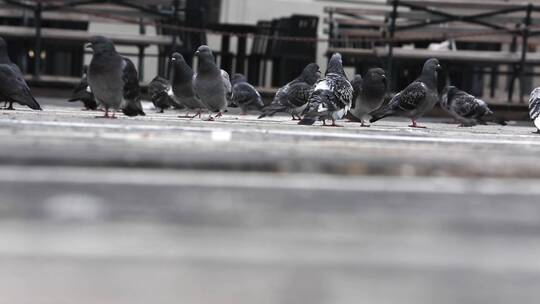 一群鸽子在广场上吃东西