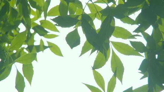 夏天阳光树叶唯美空镜头意境植物